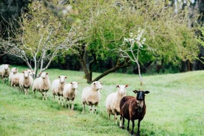 Private Classical Wine and Cheese Pairing Experience - What you’ll taste: core single-estate Margaret River wines