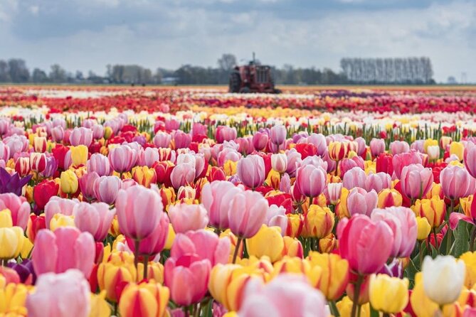 Private Tour to Tulips, Keukenhof, Windmills & Cheese Farm - Key reasons this tour works so well