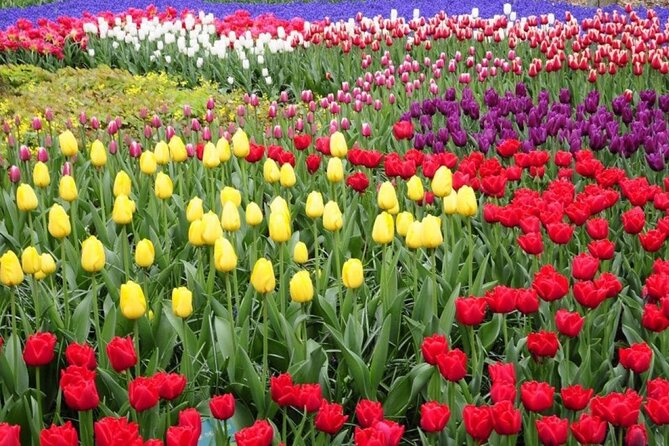 Private Tour to Tulips, Keukenhof, Windmills & Cheese Farm - How this private tulip-and-cheese day saves you from logistics