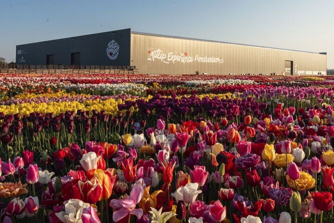Private Tour to Tulips, Keukenhof, Windmills & Cheese Farm - Jacobs Hoeve Cheese Farm by Henri Willig: Gouda tastings and the cow-stable visit