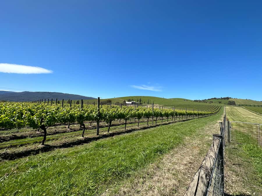 Private Tour: Yarra Valley Wine, Cheese, Gin & Chocolatrie - A private Yarra Valley day that actually feels like your day