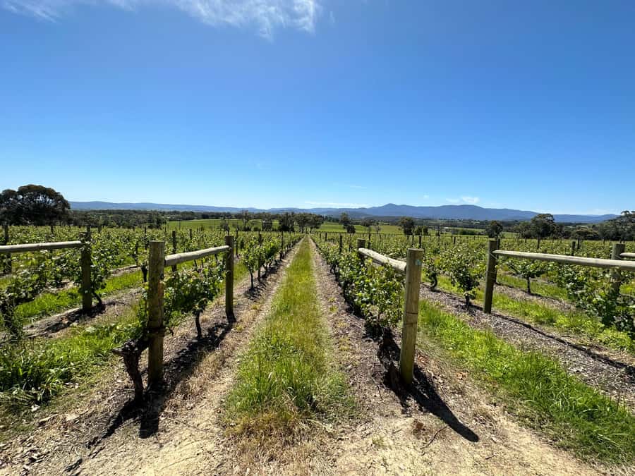 Private Tour: Yarra Valley Wine, Cheese, Gin & Chocolatrie - Practical tips to get more out of the day