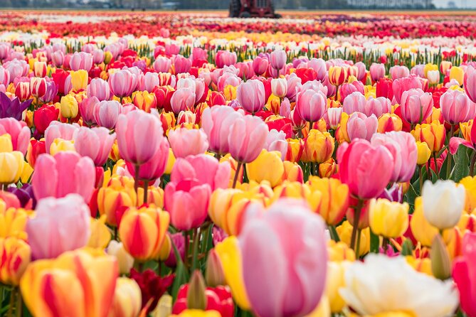 Private Tulip Fields, Windmills and Cheese Tour from Amsterdam - Key highlights to know before you go