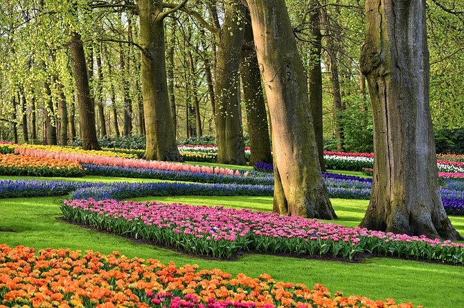 Private Tulip Fields, Windmills and Cheese Tour from Amsterdam - Jacobs Hoeve Cheese Farm by Henri Willig: Gouda With Context
