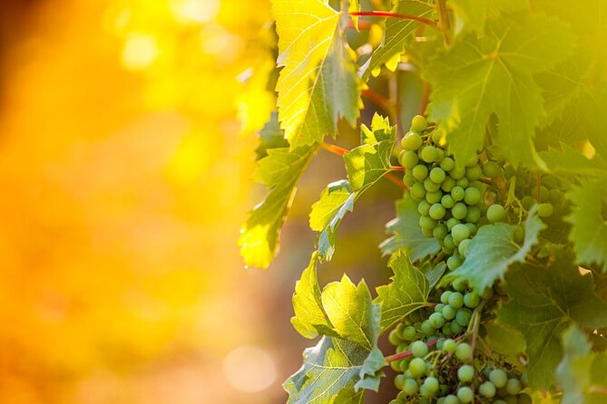Private Wine Tour in Niagara-on-the-Lake w/ cheese & charcuterie - Price and What You Actually Get for $235.33