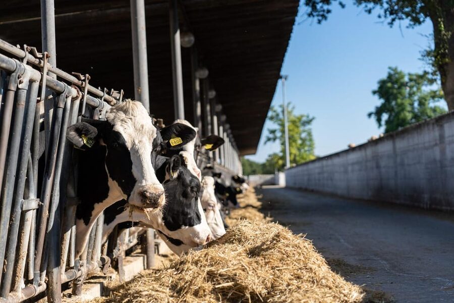 Puglia: Masseria Seppunisi Tour, Cheese, Burrata Tasting - Meeting the cows and getting the real farm atmosphere