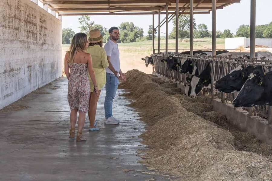 Puglia: Masseria Seppunisi Tour, Cheese, Burrata Tasting - How the 2-hour farm visit actually flows