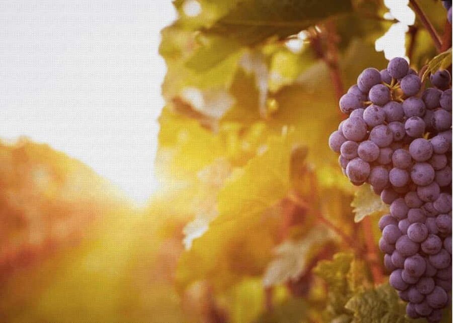 Querétaro: Cheese and Wine Tasting Tour - Key Things to Know Before You Go