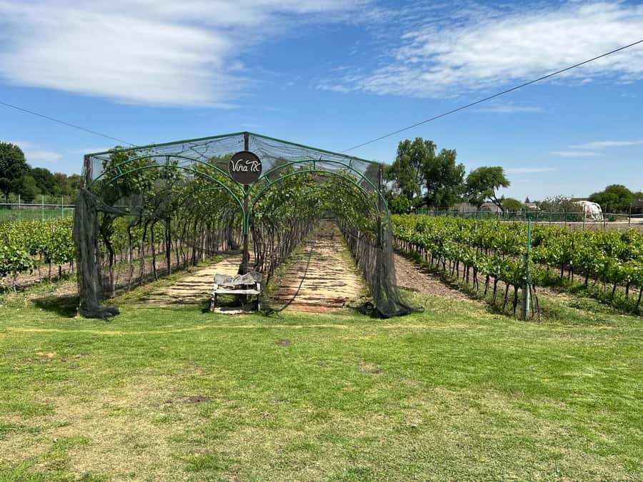 Querétaro: Cheese & Wine Tour In A Day - Key things to love about the Querétaro Cheese & Wine day