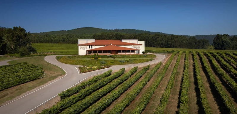 Rías Baixas Albariño Experience: Winery Visit & Cheese - Rías Baixas Albariño: Why O Rosal Feels Different