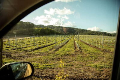 Rías Baixas Albariño Experience: Winery Visit & Cheese - Price and Value: What $46 Buys You in Real Taste Time