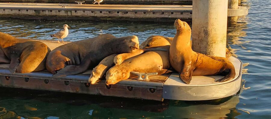 Romantic Boat Cruise with Wine & Cheese or Surprise Dinner - Wine, cheese, and dinner options that don’t feel complicated