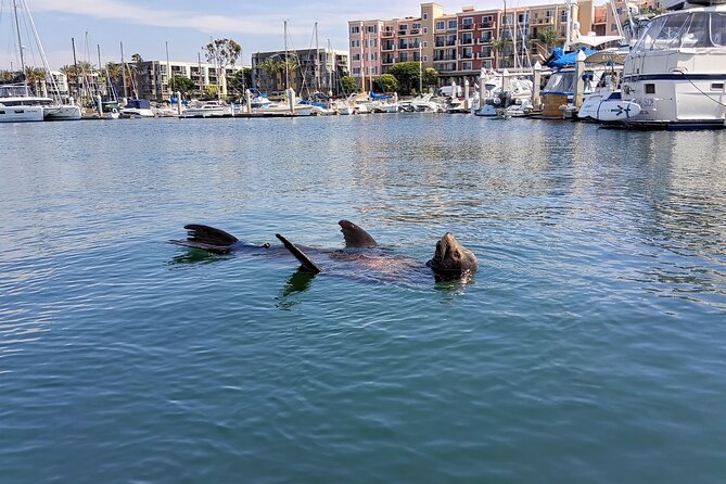 Romantic Luxury Boat Cruise with Wine Cheese Sea LionTours - Price and value: what $149 buys you on the water