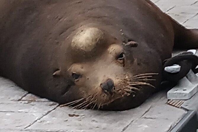 Romantic Luxury Boat Cruise with Wine Cheese Sea LionTours - The ride itself: calm waters, marina views, and Captain Shaun’s hosting