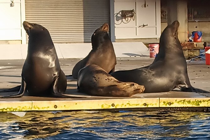 Romantic Luxury Boat Cruise with Wine Cheese Sea LionTours - Final call: should you book this Sea LionTours cruise?