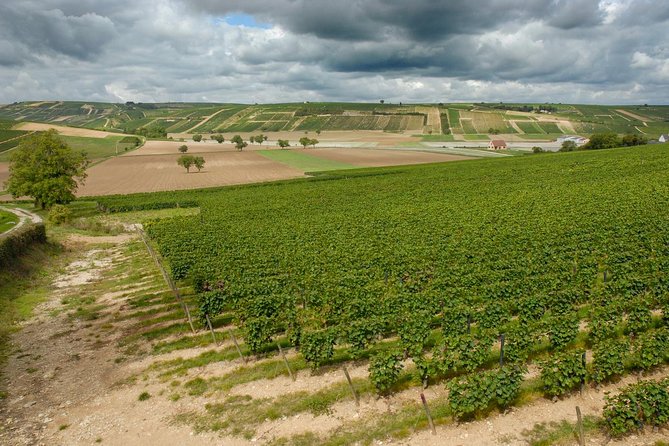 Sancerre & Pouilly-Fumé Wine Tour Goats' cheese tasting - Who This Day Trip Works Best For
