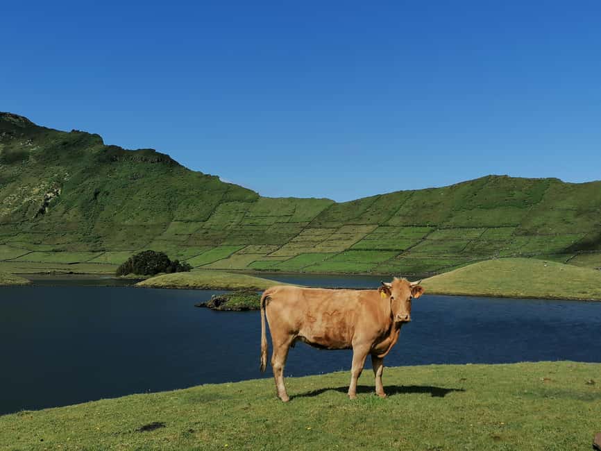 Sao Jorge Cheese Tour - Half day - Key things you’ll actually remember
