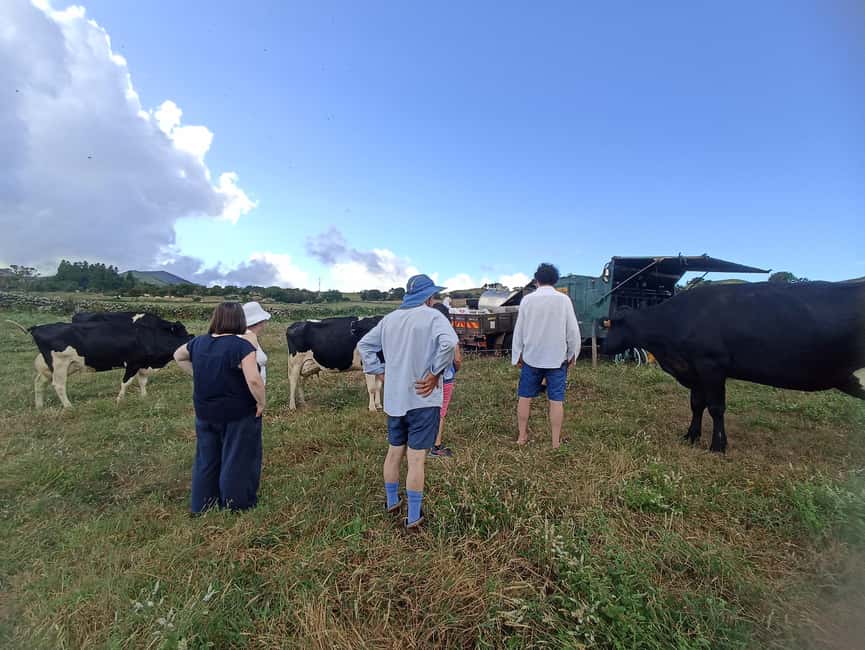 Sao Jorge Cheese Tour - Half day - Half-day format on São Jorge: what 3–4 hours really covers