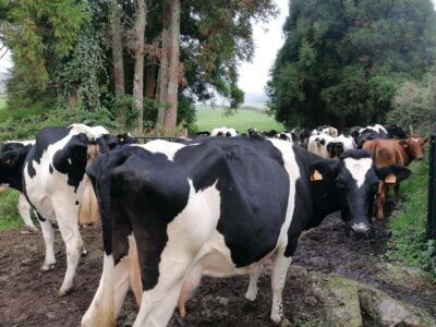 Sao Jorge Cheese Tour - Half day - Hand-milking at a family farm: fresh milk before it becomes cheese