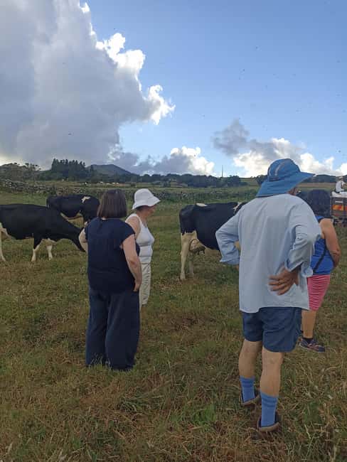 Sao Jorge Cheese Tour - Half day - Should you book the São Jorge Cheese Tour - Half day?