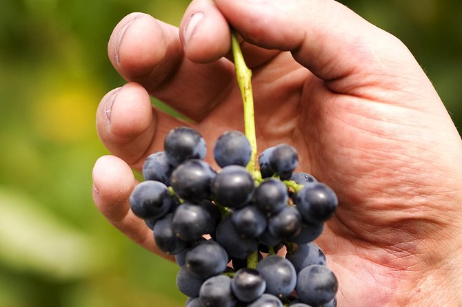Scenic Hunter Valley Tour with Wine and Cheese Tastings - Hall of Food Smelly Cheese Shop: why the cheese stop is the secret weapon