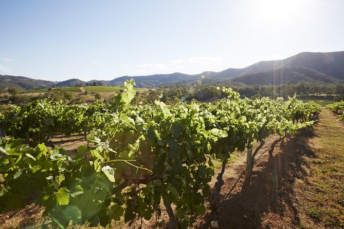 Scenic Hunter Valley Tour with Wine and Cheese Tastings - Comfort and group size: small enough to feel personal