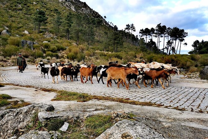 Serra da Estrela - Half-day off-road tour with cheese tasting - Price and value: is $221.08 per person worth it?