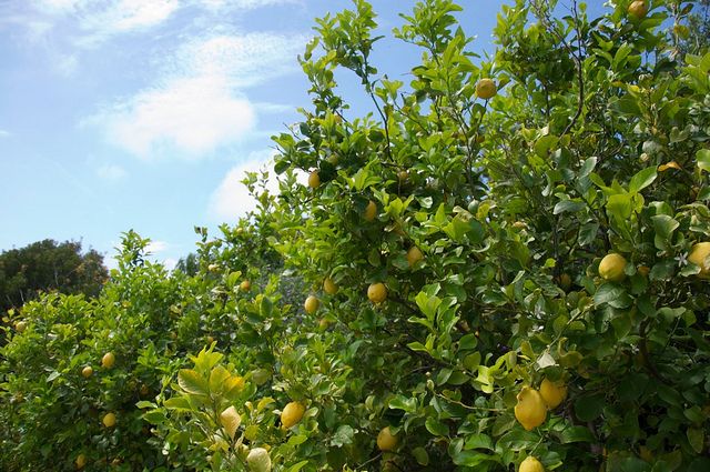 Sorrento farm by tuk tuk: pizza,limocello and cheese tasting - Oil mill stop: the olive oil lesson you can actually taste