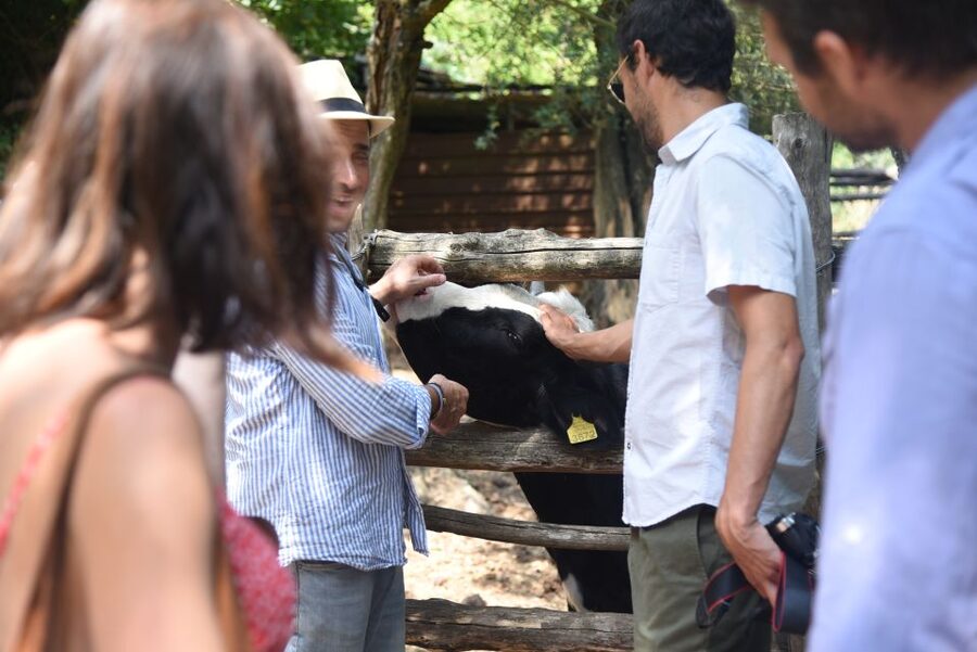 Sorrento: Farm Tour with Cheese Tasting & Pizza Making Class - Who this tour suits best (and who might want a different option)