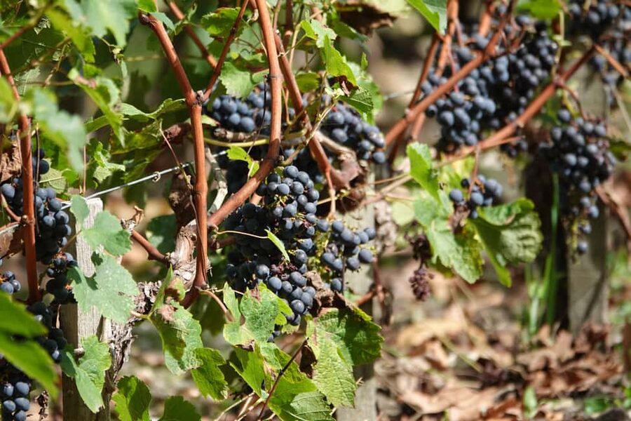 St. Emilion: Half Day E-Bike & Wine Tour with Wine & Cheese - Practical tips so your half-day runs smoothly