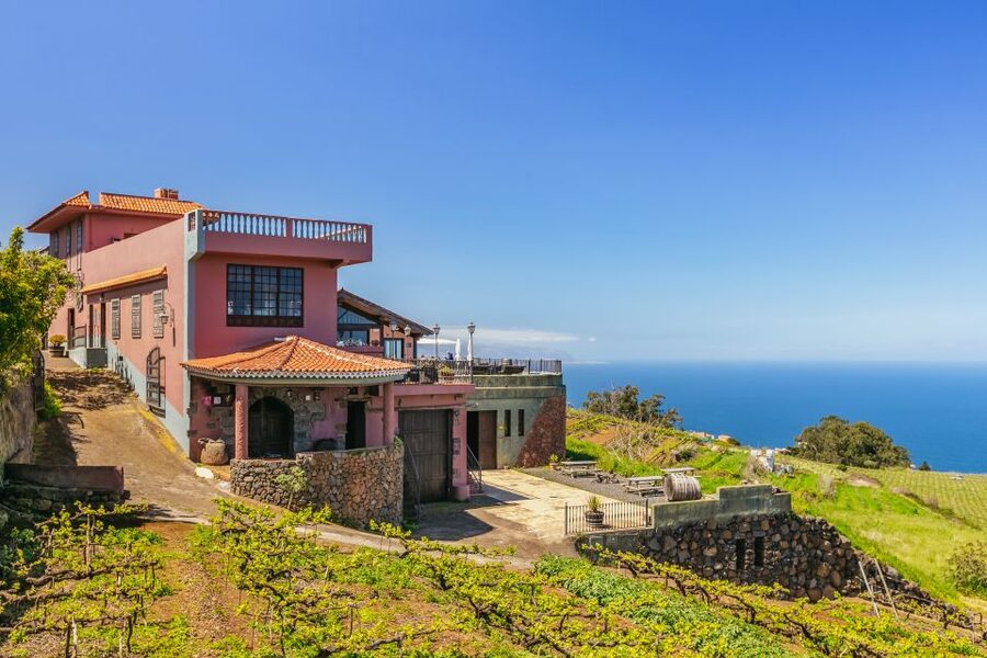 Tacoronte: Guided Winery Tour with Wine and Cheese Tastings - Where Tenerife wine gets its personality: Familia Monje and volcanic grapes