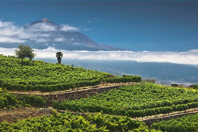 Tenerife Bodegas Monje Winery Tour with Wine and Cheese Tasting - The Four-Wine Flight and Cheese Pairings (The Part You’ll Remember)