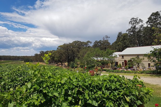Tintilla Estate: Wine Tasting with a Meat and Cheese Platter - The Eight Wines: Estate-Grown and Winery-Made