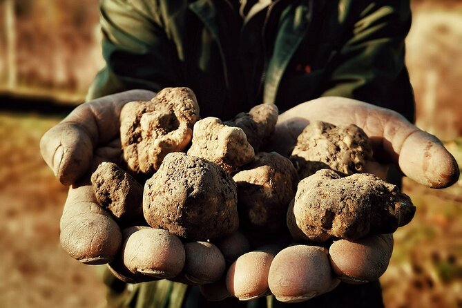 Truffle Hunting and Cheese, Truffle & Wine Tasting near Alba - Price and Extra Fees: The Part That Can Surprise You