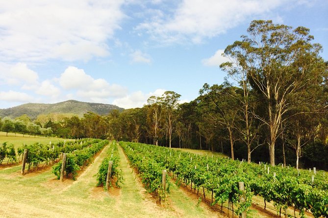 Tulloch Wines- Mystery Wine Tasting Experience with Local Cheese and Charcuterie - How the Kids and Teens Options Work (Soft Drinks and Kombucha)
