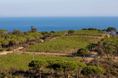 Tuscany: Ripalte Design Winery Wine and Cheese Tasting Tour - The 2-hour pacing: what you’ll actually do