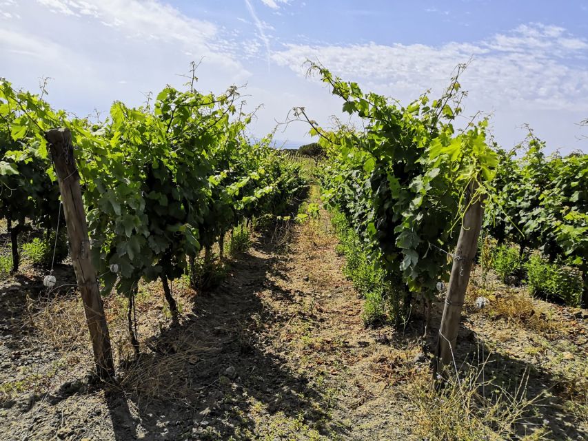 Tuscany: Ripalte Design Winery Wine and Cheese Tasting Tour - Aperitif with three wines: what you’ll taste