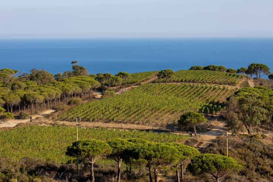 Tuscany: Ripalte Design Winery Wine and Cheese Tasting Tour - The 2-hour pacing: what you’ll actually do