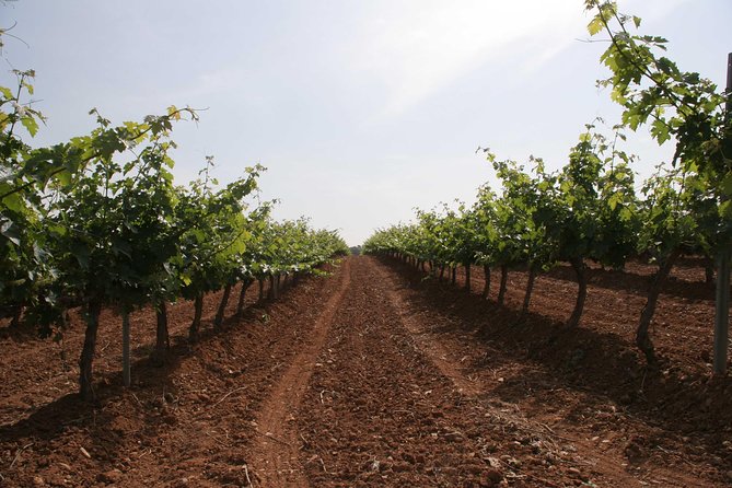 Visit and wine tasting with sausage and BODEGA PIRINEOS cheese - How the guide makes it click (Jorge, Álvaro, and the rest of the team)