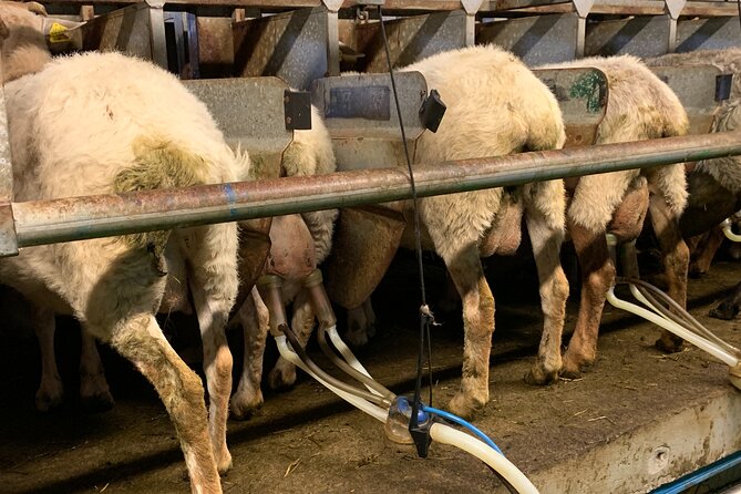 Visit San Sebastian and a Family Cheese Farm with Tasting (From Bilbao) - Bilbao to San Sebastián: start in a comfortable van, end at the coast