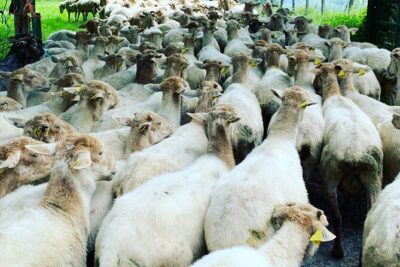 Visit San Sebastian and a Family Cheese Farm with Tasting (From Bilbao) - The txoko finish: cheese tasting with cider or wine overlooking the sheep