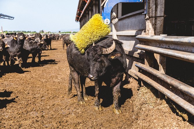 Visit to the Bufale and Dairy farm with cheese tasting - Key highlights to look for