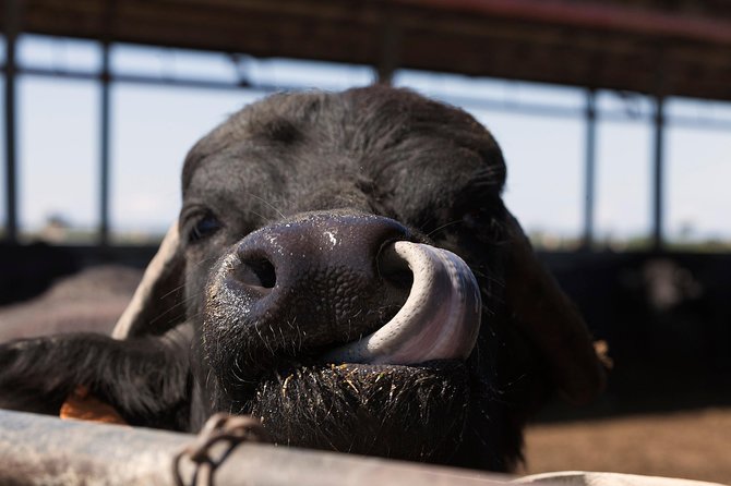 Visit to the Bufale and Dairy farm with cheese tasting - Where the tour begins: La Maremmana at 9:00 am