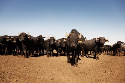 Visit to the Bufale and Dairy farm with cheese tasting - Between dairy and stables: Getting close to the buffalo