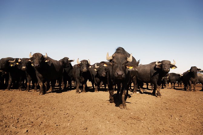 Visit to the Bufale and Dairy farm with cheese tasting - Between dairy and stables: Getting close to the buffalo