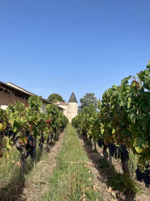 Visit to the property and wine/cheese pairing workshop - Château Cruzeau: a family property in the Saint-Émilion–Pomerol border