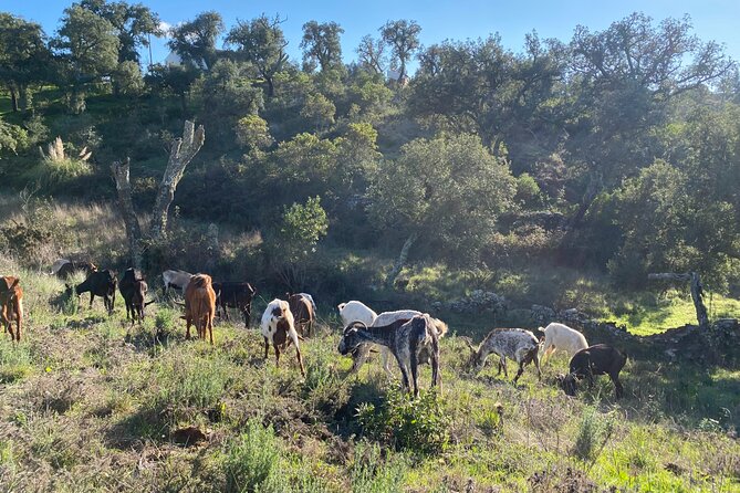 Walk in the Hills with Goat Herder-Local Honey, Wine and Cheese Tasting - Key Highlights You’ll Care About