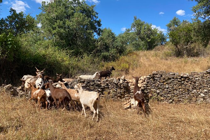 Walk in the Hills with Goat Herder-Local Honey, Wine and Cheese Tasting - Meeting at Quinta Rosa de Victoria in Pulo do Cão