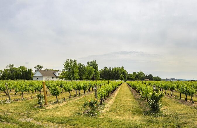 Wine, Cheese, Chocolate 6 Hour Tasting Tour with Lunch - Key things to know before you go