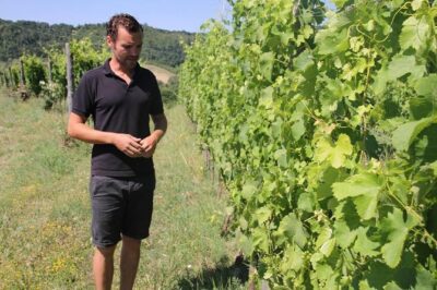 Winery tour and wine, cheese & charcuterie tasting - The vineyard walk in Sugano: how the vines are really handled